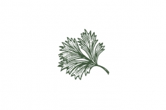 Cilantro-art-