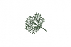 Cilantro-art