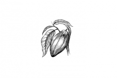 Cocoa-plant-art