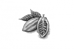 Cocoa_Beans