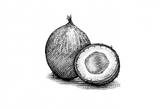 Coconut_woodcut