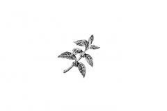 Coffee-Plant