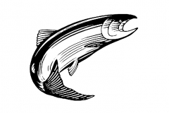 Coho-Salmon