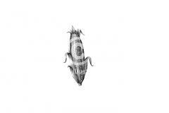 Corn-Art-1