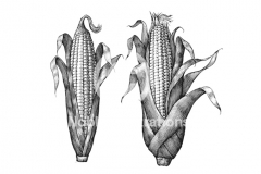 Corn-Art