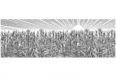 Corn_Fields