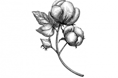 Cotton Plant Woodcut