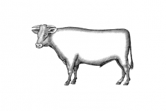 Cow-Art-001