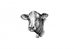 Cow-art-003