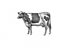 Cow-art-004