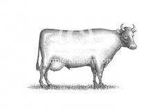 Cow-art-1