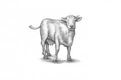 Cow-art-_005