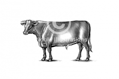 Cow-art