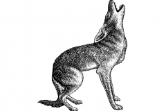 Coyote-Art