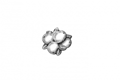 Cranberries