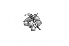Cranberry-art