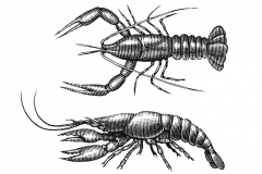 Crayfish-Art