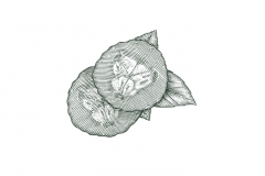 Cucumber_Slices