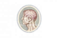 Cutaway-of-Brain