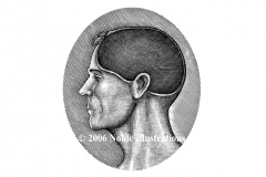 Cutaway_of_Brain