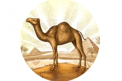 Desert-Camel