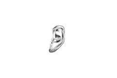 Ear