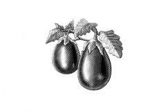 Eggplant