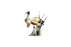 Egret