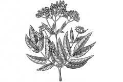 Elderberry-art