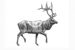 Elk