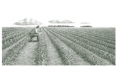 Farm-Fields