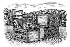 Farm-Fresh-art