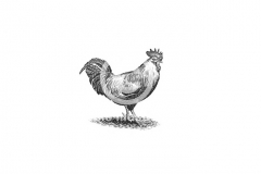 Farm_Rooster