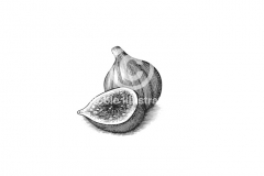 Figs-Art
