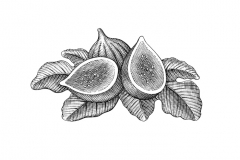 Figs-art-001