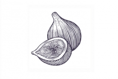 Figs woodcut