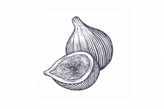 Figs_woodcut