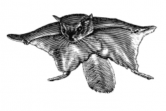 Flying-Squirrel-Art-