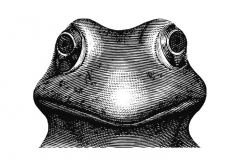 Frog-Art1-