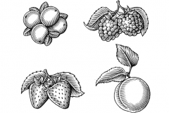 Fruit Stock art-
