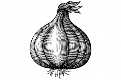 Garlic-Bulb