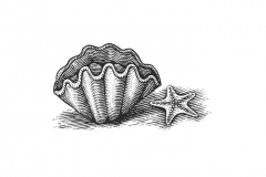 Giant_Clam
