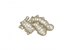 Ginger-Root-art