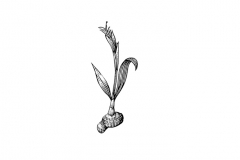 Ginger-art