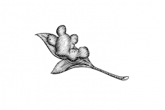 Ginger-root-art-001