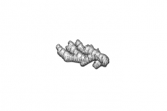 Ginger-root