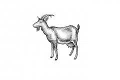 Goat-art-001