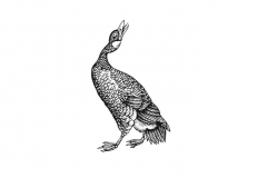 Goose-art