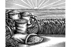 Grain-Fields-