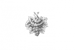 Grape-Cluster